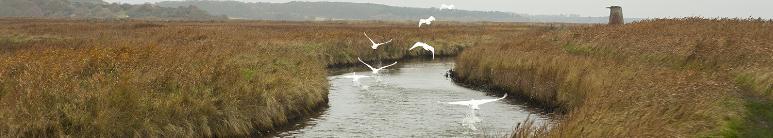 suffolk